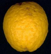 ripe Japanese Bitter Orange